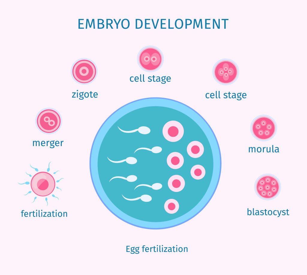 Embryo Development